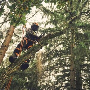 STIHL Akku-Baumpflegesäge MSA 220 T, 3/8", PS3 Pro, Schienenlänge 30 cm