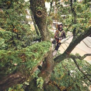 STIHL Akku-Baumpflegesäge MSA 220 T, 3/8", PS3 Pro, Schienenlänge 30 cm